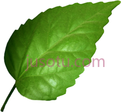 树叶,绿叶 PNG