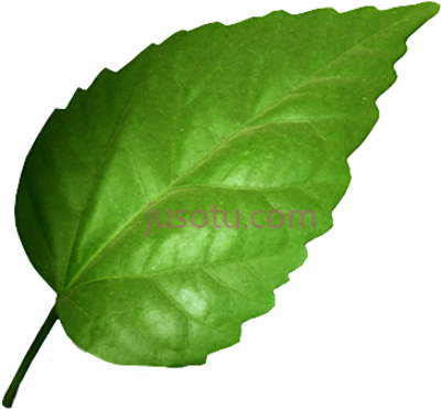 树叶,hojas de arbol PNG