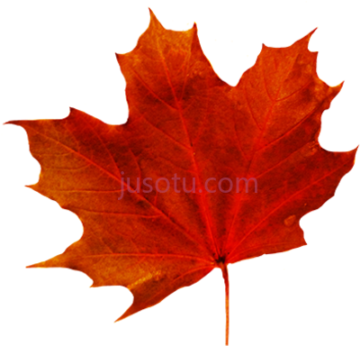 秋树秋叶,amazing fall trees autumn leaves PNG