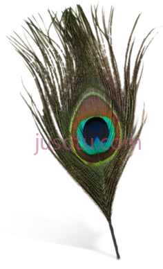 孔雀羽毛,format PNG
