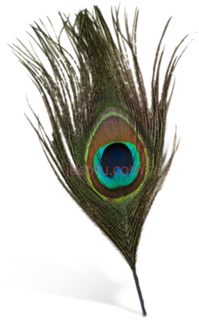 孔雀羽毛,peacock feather silhouette PNG