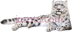雪豹PNG