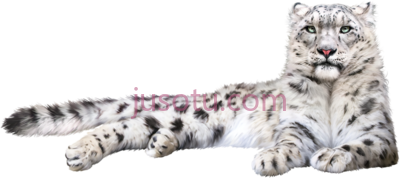 雪豹,snow leopard PNG