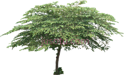 树,cherry cut out planting trees to PNG