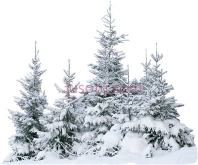 雪树木森林,terrieasterly snowtree forest ice natu PNG