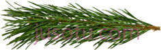 松针叶子PNG