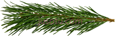 松针叶子,carol bells PNG