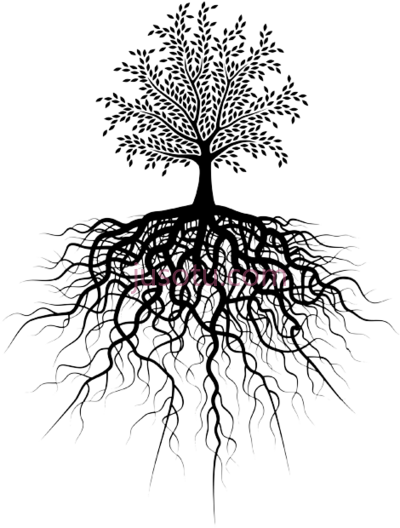 树根,tree roots PNG