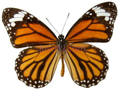 帝王蝶,monarch butterfly PNG
