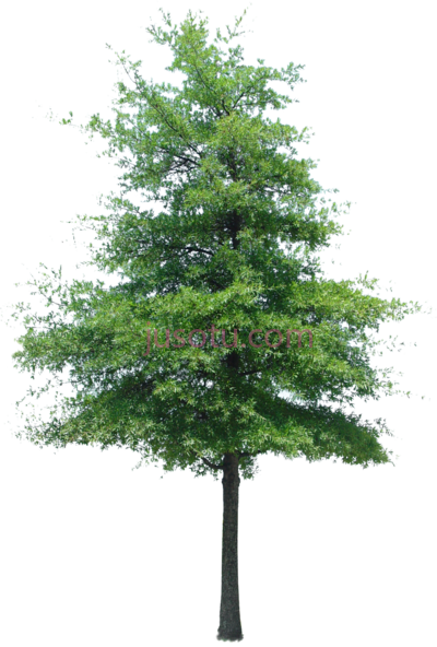树木,cutout tree immediate entourage PNG