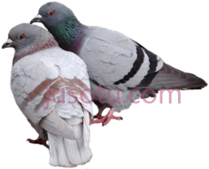 鸽子PNG