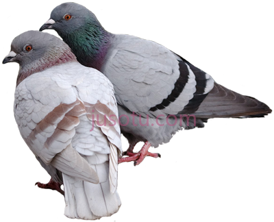 鸽子,pigeons PNG