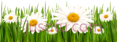 雏菊白花,white flowers PNG