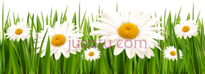 雏菊白花,poppies and daisies grass PNG