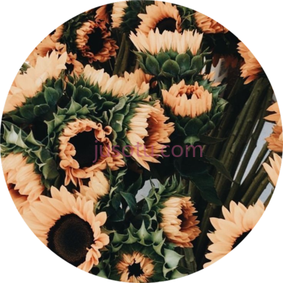 玫瑰花,tumblr flowers roses PNG
