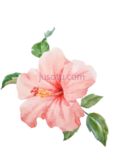 热带花卉,tropical flower PNG
