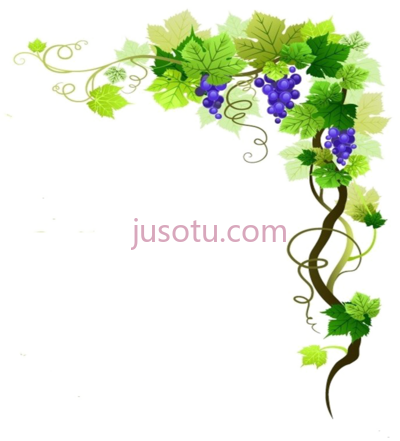 葡萄藤边,grapes on vine border PNG