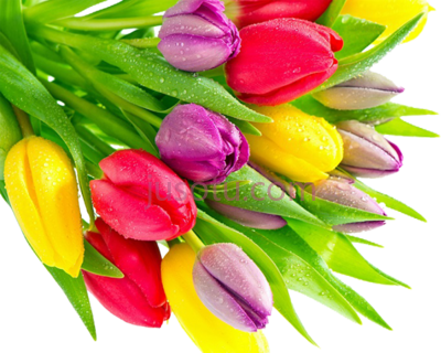 郁金香花束,tulip flower bunch PNG