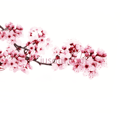 樱花树,japanese cherry blossom tree PNG