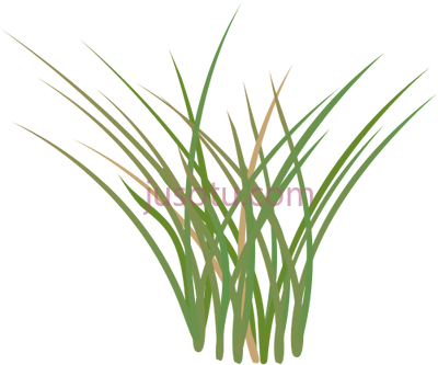 草,grass cartoon field PNG