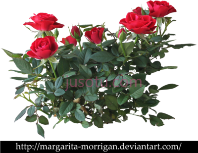 玫瑰,rose bush red plant PNG