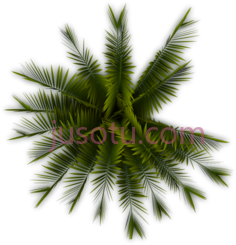 棕榈树PNG