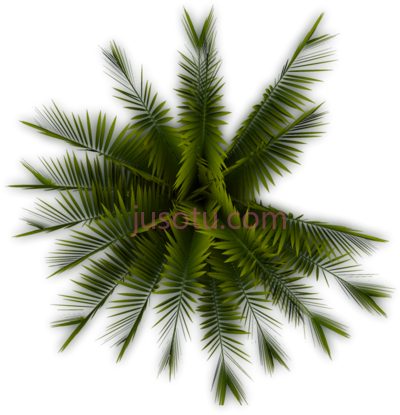 棕榈树,palm tree PNG