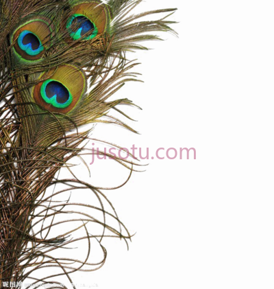 孔雀羽毛,peacock feather real PNG