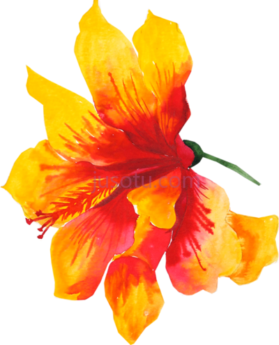 木槿黄花水彩,flower yellow watercolor painting PNG