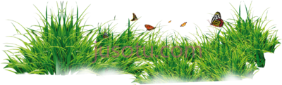 草花,grass flower PNG