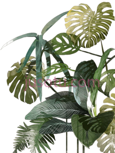 热带树叶PNG