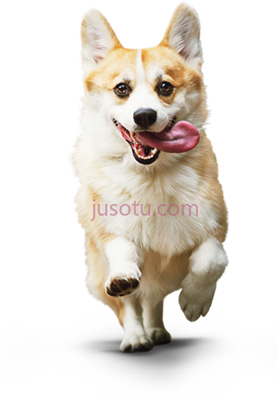 威尔士柯基犬,corgi dog PNG