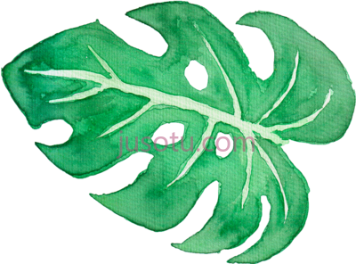 热带树叶,tropical leaves on behance library PNG