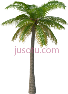 棕榈树PNG