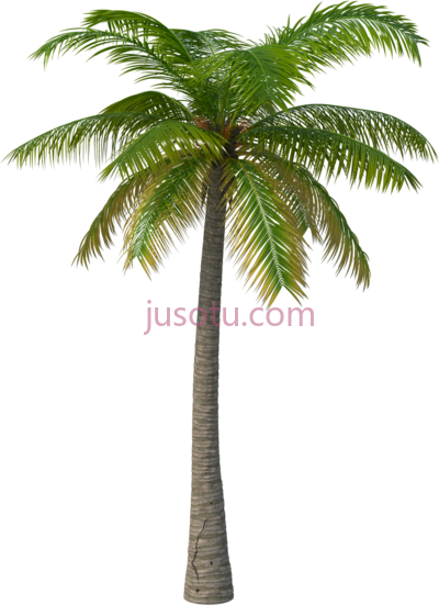 棕榈树,palm tree PNG