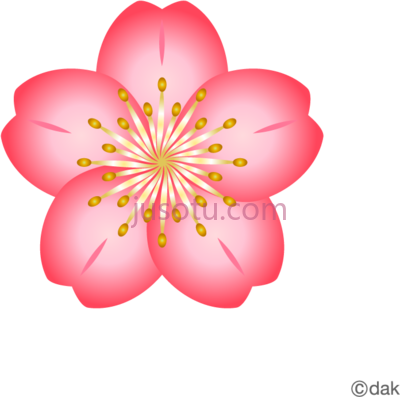 樱花,cherry blossom flower PNG