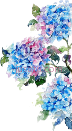 水彩蓝花PNG