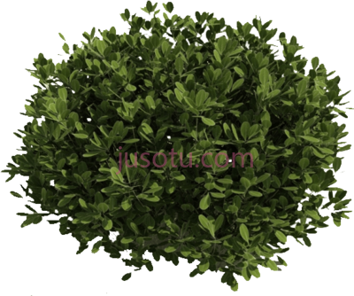 灌木丛,bushes and branches PNG