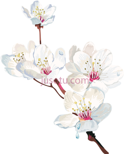 樱花,tubes arbres arbustes feuillages cherry blossom PNG