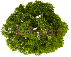 树顶, PNG