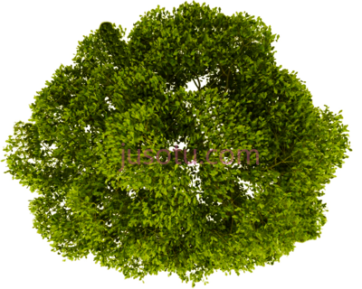 树顶,tree plan view PNG