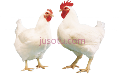 肉鸡,buy broiler online sale poultry PNG