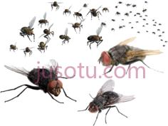 苍蝇PNG