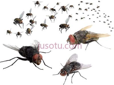 苍蝇,flies PNG
