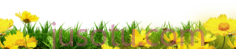 黄色花卉,flower PNG