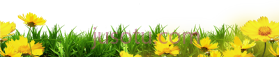 黄色花卉,art yellow floral bottom border PNG