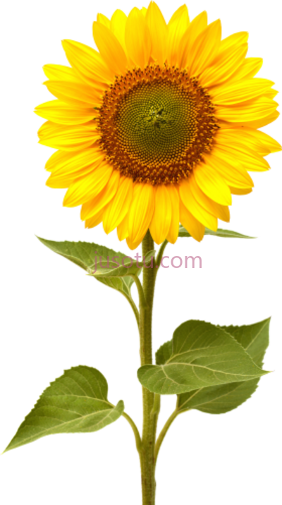 太阳花,single sun flowers PNG