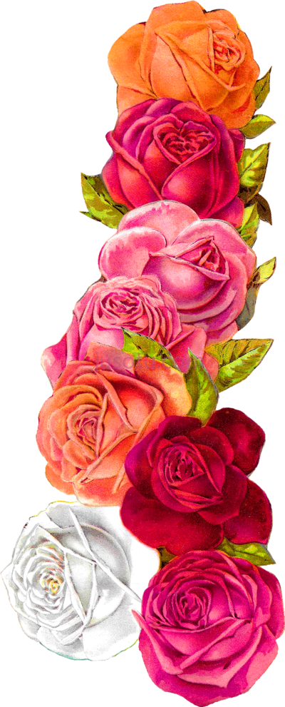 花,posted on monarch there a pretty PNG