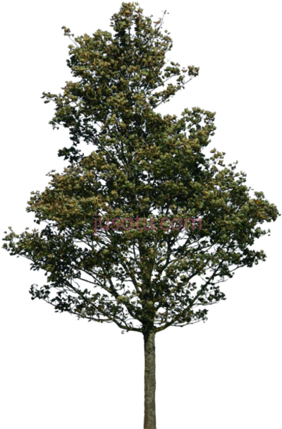 树,tree PNG