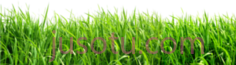 绿色青草PNG